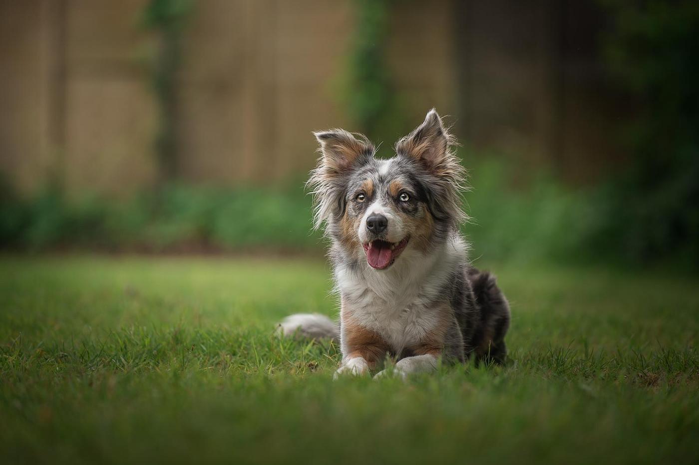 Pixel, Chief of Crunch at Dog Stop