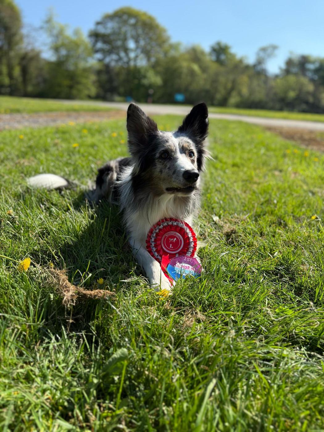 Vandal, Lead Adventure Snacker at Dog Stop