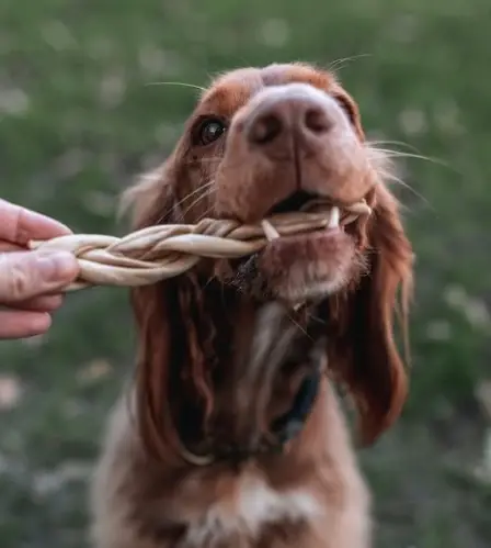 Goat Braids - Dog Stop natural dog treat